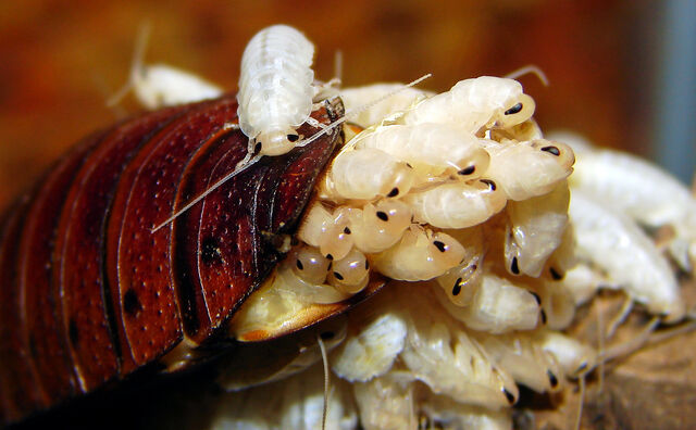 File:Hisser live birth.jpg