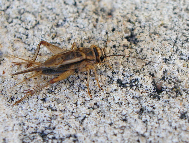 File:Acheta-domestica-1.jpg