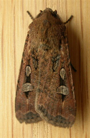 File:Agrotis infusa.jpg