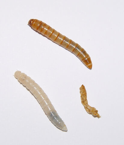 File:Tenebrio molitor larvae.jpg