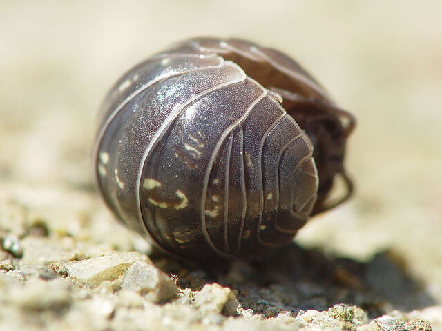 File:Armadillidium vulgare.jpg