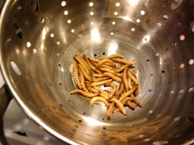 File:Superworms in colander.jpg
