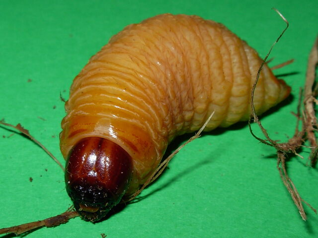 File:Rhynchophorus ferrugineus larva.jpg