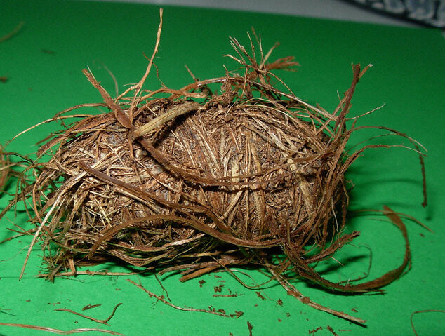 File:Rhynchophorus ferrugineus cocoon.jpg