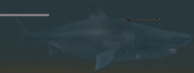 File:Whale shark.jpg