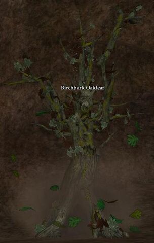 File:Birchbark Oakleaf.jpg