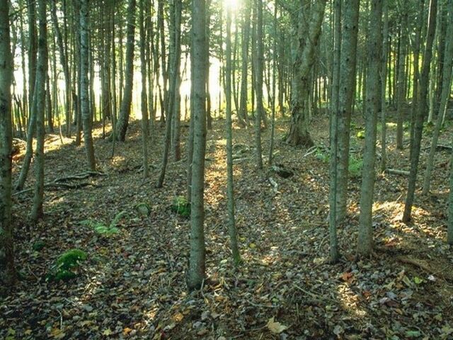 File:Forest2.jpg