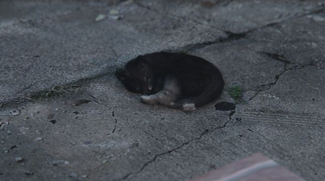 Archivo:GatitodurmiendoV.jpg