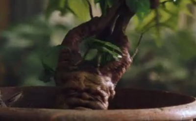 Mandragora.png