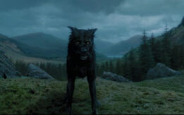 Padfoot.jpg