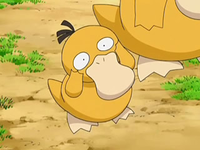 EP556 Psyduck bebé.png