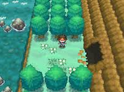 Pokémon BN Verano.png