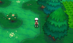 Bosque espejismo ruta 124.png
