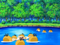 EP556 Psyduck en su lago (2).png