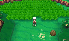 Bosque espejismo ruta 105.png