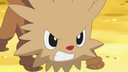 EP675 Lillipup enojado.jpg