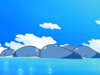 EP578 Manada de Wailord (3).png