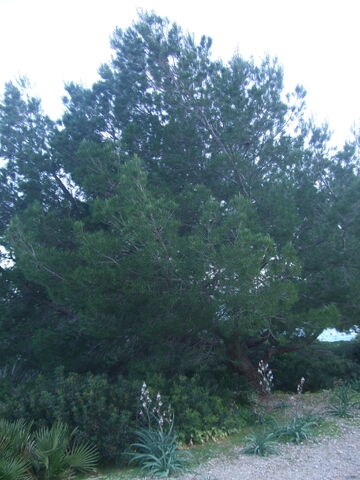Archivo:Pino.jpg