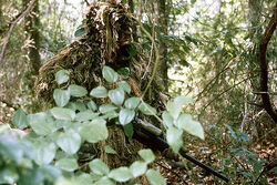 Marine sniper