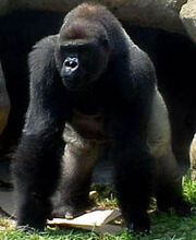 Gorila1