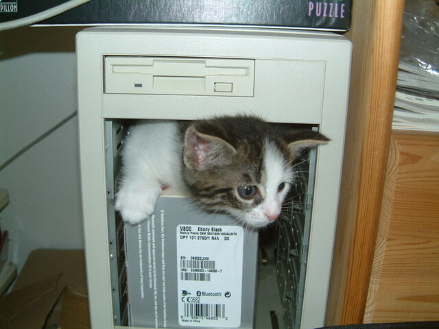 Archivo:Computer cat.jpg