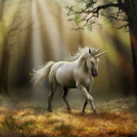 File:Unicorn.jpeg