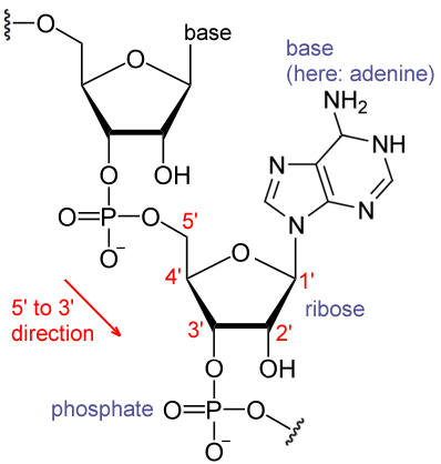 File:Rnae.jpg