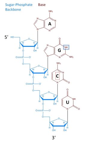 File:Rna.jpg
