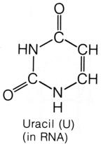 Uracil