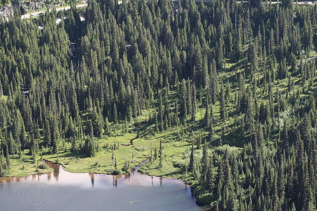 File:Marsh Trees.jpg