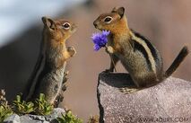 Funny Animal Love 6