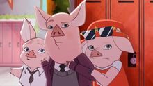 Maddie-in-Chief - startled pigs