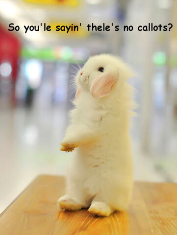 File:Bunny.jpg