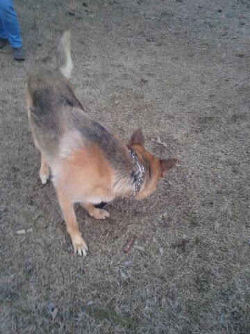 File:Dogsxmas2013 006.jpg