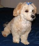 DOGGIE