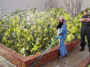 Yeti garden