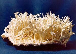 Aragonite