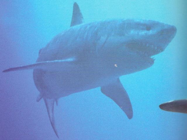 File:640px-SMBook Megalodon.jpg