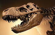 T-rex head