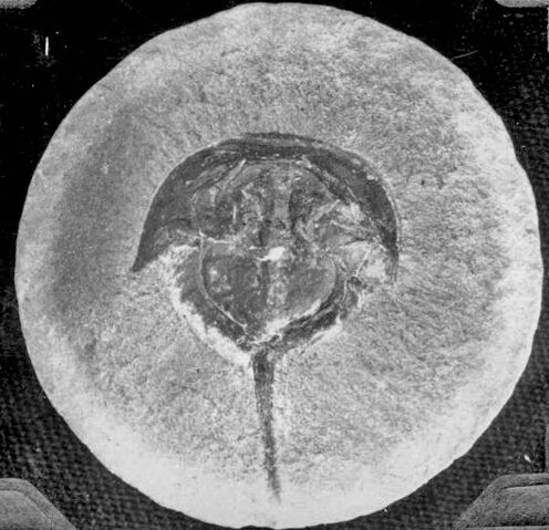 File:Euproops - 1(Fossil).jpg
