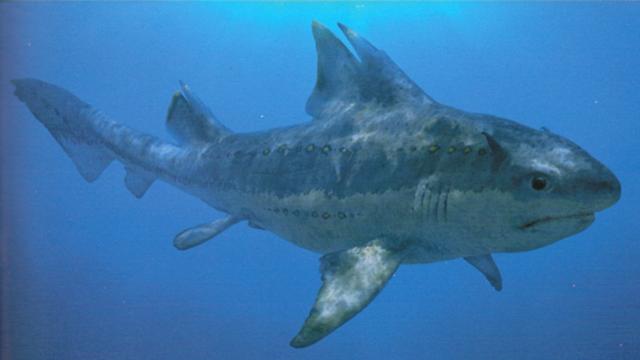 File:640px-CGTPL Hybodus.jpg