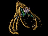 File:Haliestes dasos.jpg