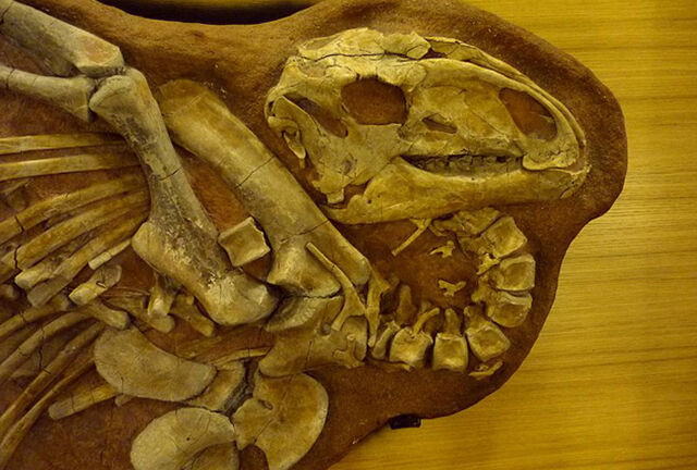 File:Tenontosaurus - 1(Fossil).jpg
