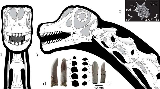 File:Abydosaurus - 2(Head-neck skeletal).jpeg