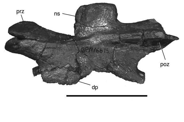 File:Aardonyx - 6(Vertebra).png