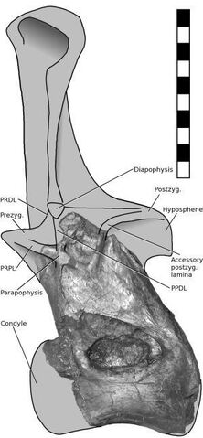 File:Xenoposeidon - 4(Full reconstruction).jpeg
