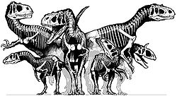 File:250px-Tetanurae skelgon.jpg