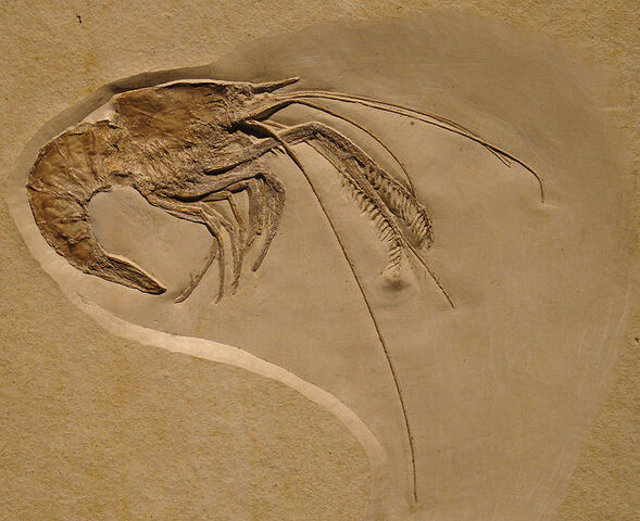 File:Aeger elegans fossil.jpg