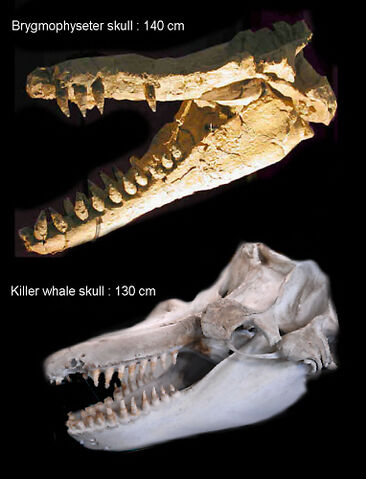 File:Brygmophyseter - 1(Skull).jpg