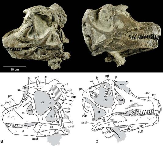 File:Abydosaurus - 1(Skull).jpeg